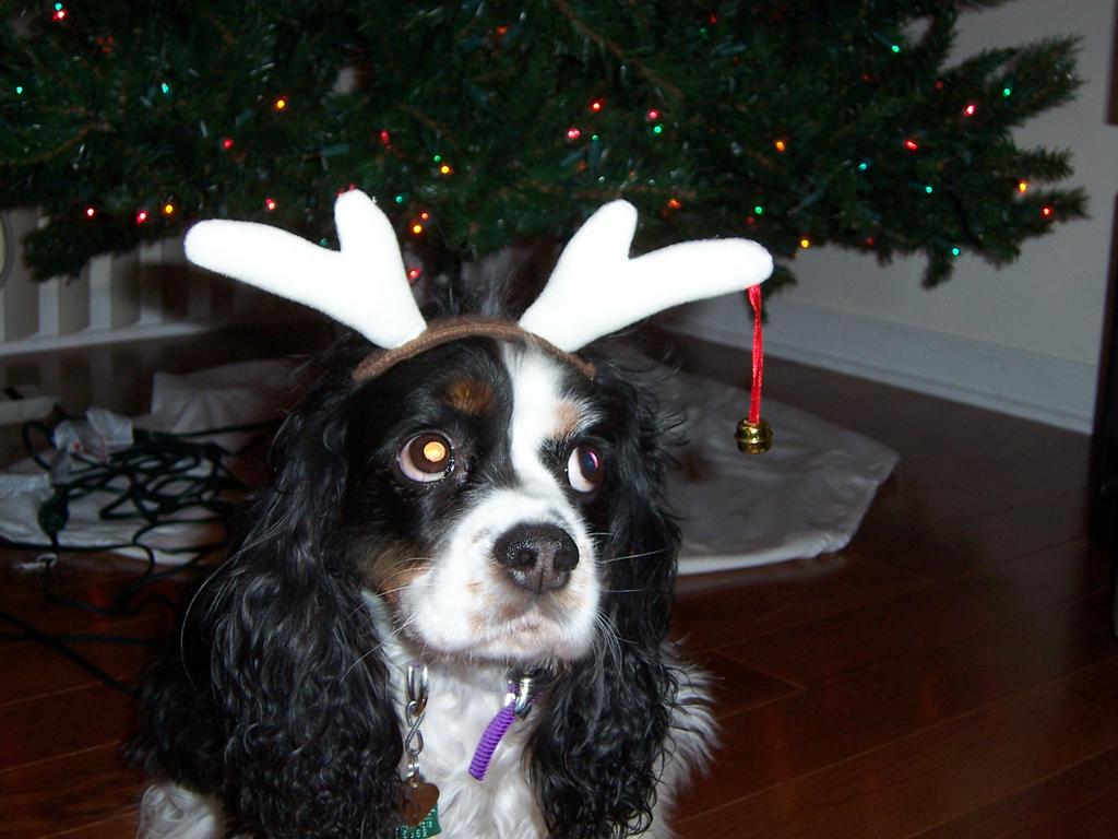  by Aunt Darlene's Pet Sitting & Dog Walking Service, LLC